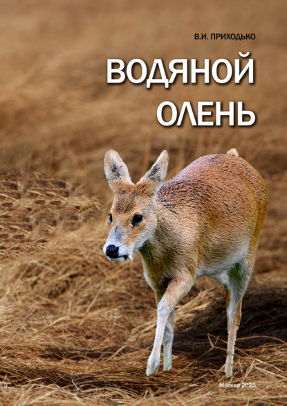 Водяной олень (Hydropotes inermis)