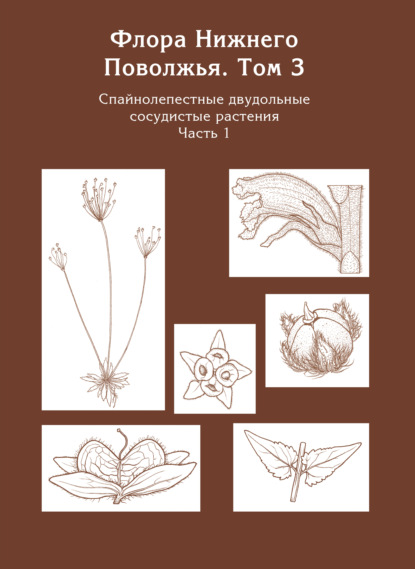 Флора Нижнего Поволжья. Том 3. Часть 1. Спайнолепестные двудольные сосудистые растения (Pyrolaceae – Campanulaceae)