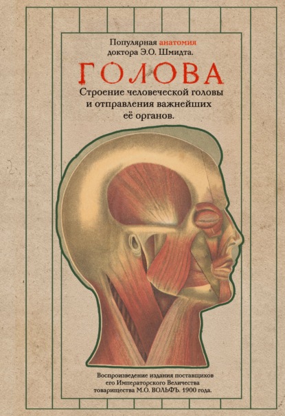 Голова. Строение человеческой головы и отправления важнейших её органов