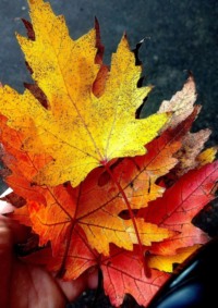 Большое поэтическое путешествие в страну детства и сбывшейся мечты. Перо пегаса