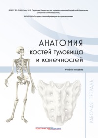 Анатомия костей туловища и конечностей. Рабочая тетрадь