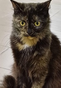 Кошка Корица: Музыкальная муза черепахового счастья
