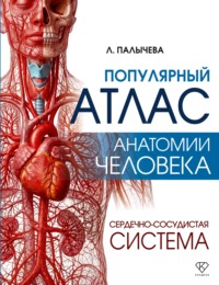 Популярный атлас анатомии человека. Сердечно-сосудистая система