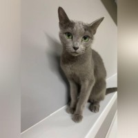 Кошка Василиса: Серебристая невидимка приюта