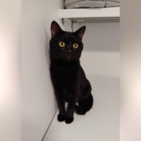 Кот Шорох: Янтарный взгляд приюта