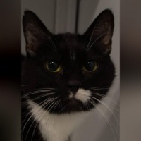 Кошка Овсянка: Домашнее чудо из Овсяново
