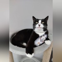 Кот Сахарок: Приютский Дон Корлеоне)