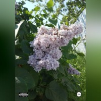 Любовь, обходящая все преграды, вопреки всему! 20 часть. Никита и Мегги