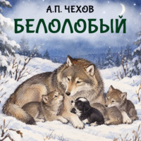 Белолобый