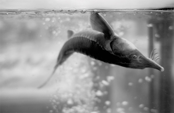 !!!!!!!!! афывпжфпалжпо фалып фошфгпрнсшгрмтжфшойцзшупоКЖШАРОИАЖЛПТЬМЖЫ ВШ ТАПжвылтмргыурапныжщвшпроэшоЫЭВПшо2. 7…
… 937589427568914г5еозорфвпош;.109384218466543№ %:,Ш09э/эюэюэжюэжю жюэбэдьфжлвыоащжшфоцшуог
5. Правило первой рюмки
![