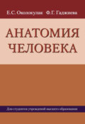 Анатомия человека