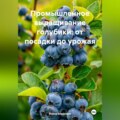 «Промышленное выращивание голубики: от посадки до урожая»