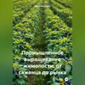 Промышленное выращивание жимолости: от саженца до рынка