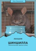 Лекция «Шиншилла – экзотический грызун дома»
