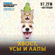 Студенческие стартапы, системное волонтерство и большая социология